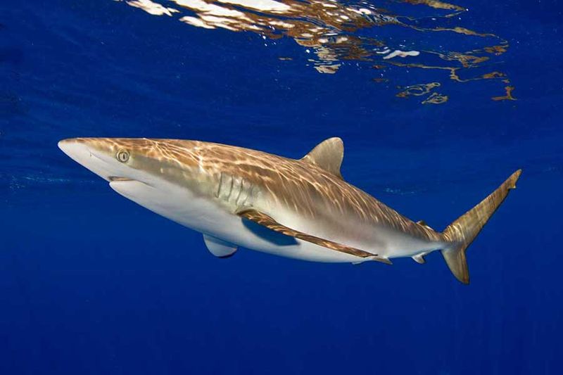 Silky Shark