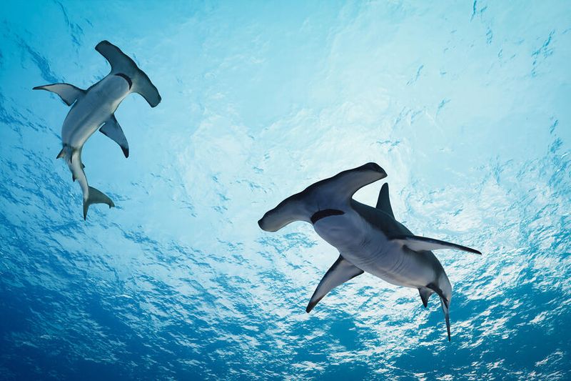 Hammerhead Shark