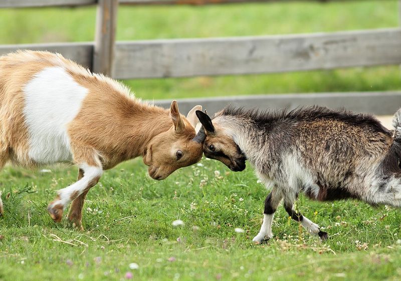 Goat Headbutting