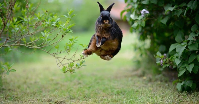 Rabbit Binky