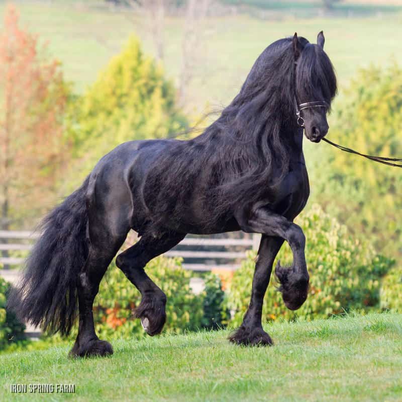 Friesian Horse