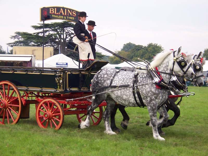 Percheron