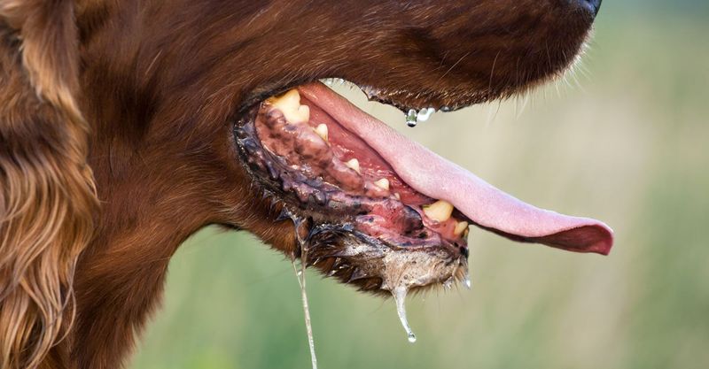 Rabies