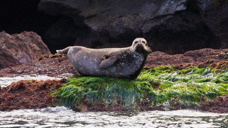 Harbor Seal