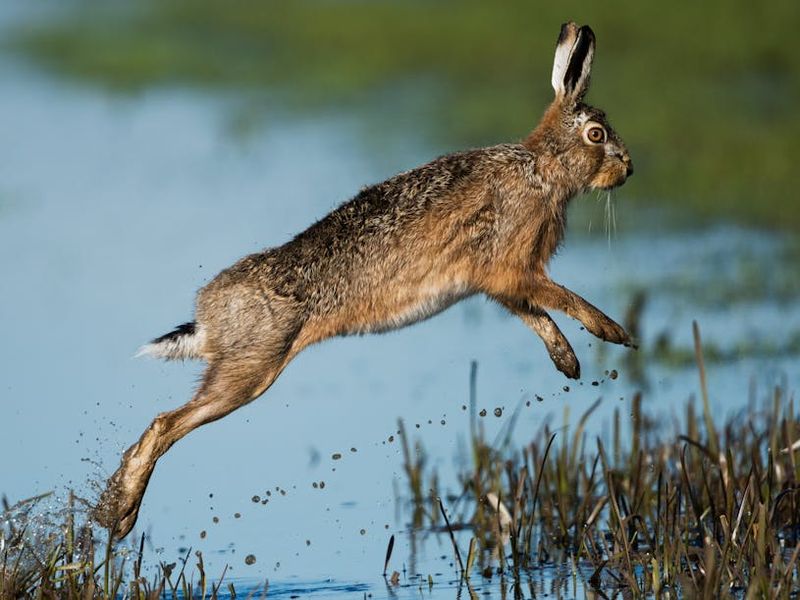 Hare