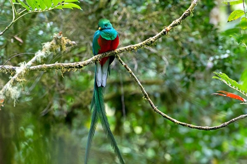 Resplendent Quetzal