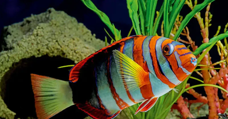 Harlequin Tuskfish