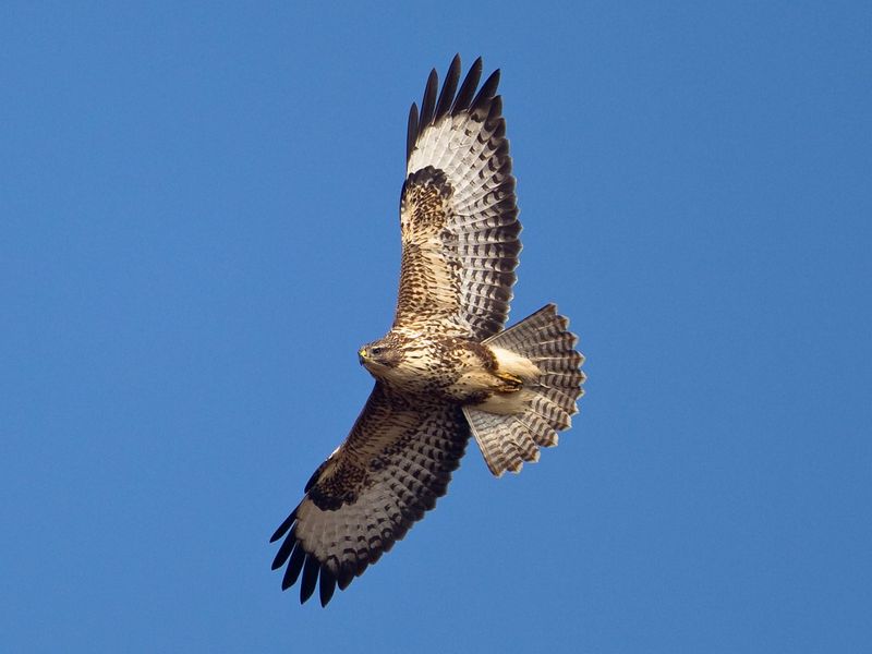 Buzzards