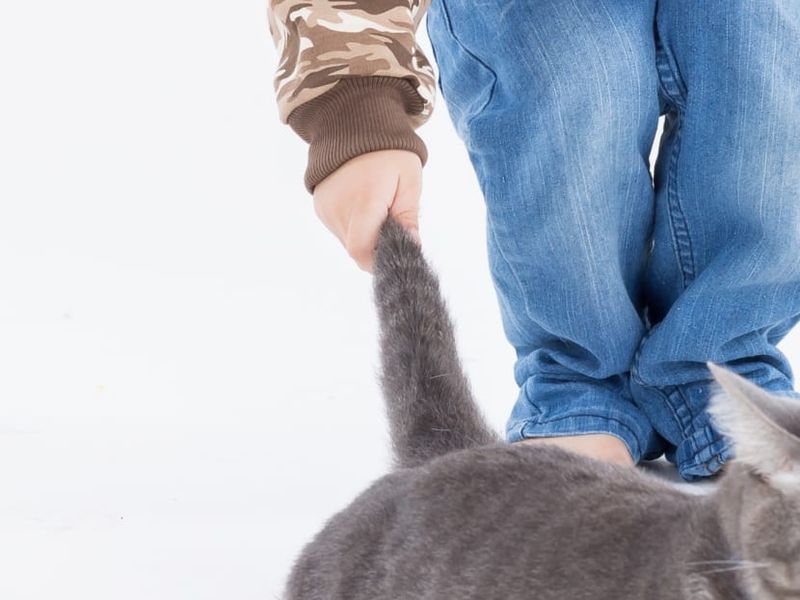 Human Cruelty