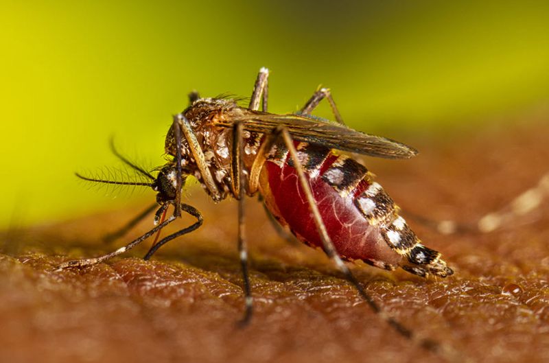 Yellow Fever Mosquito