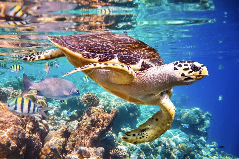 Sea Turtles' Role in Ecosystems
