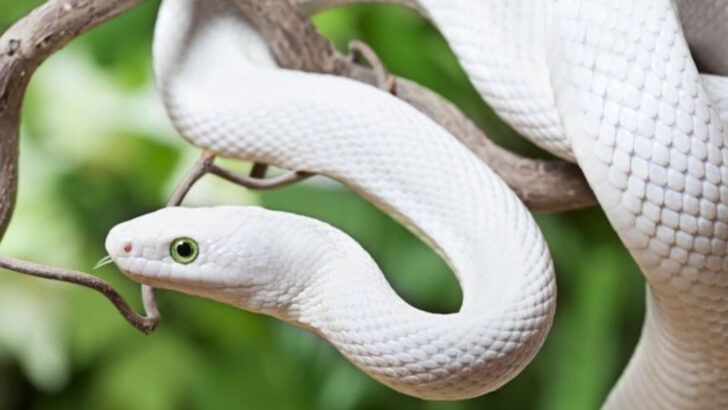 Hate Snakes? These 10 Countries Are Completely Snake-Free