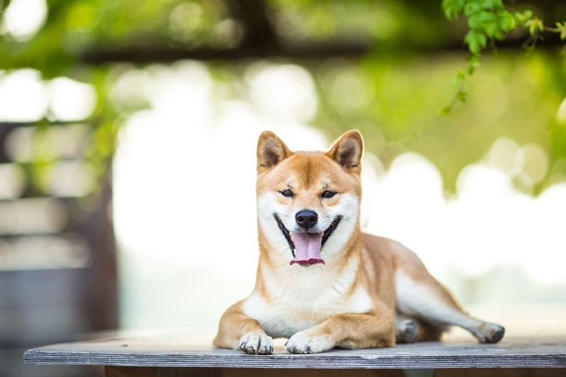 Shiba Inu