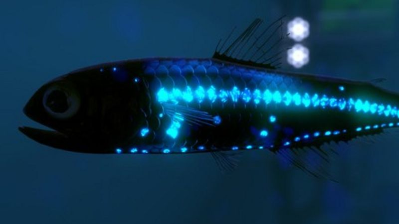 Lanternfish