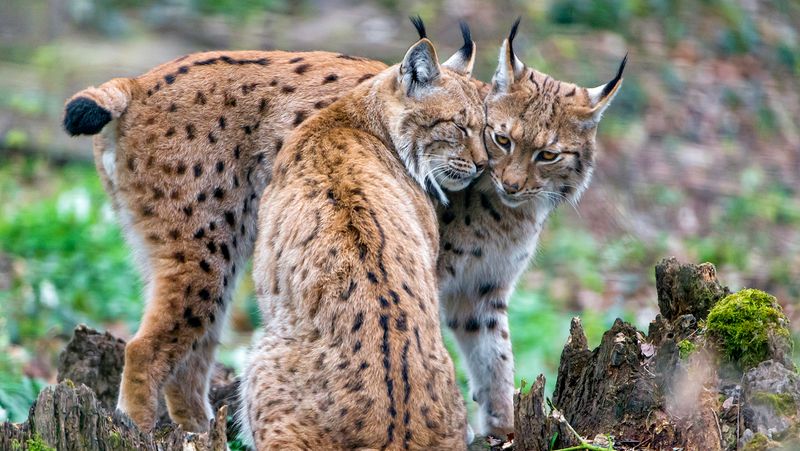 Eurasian Lynx