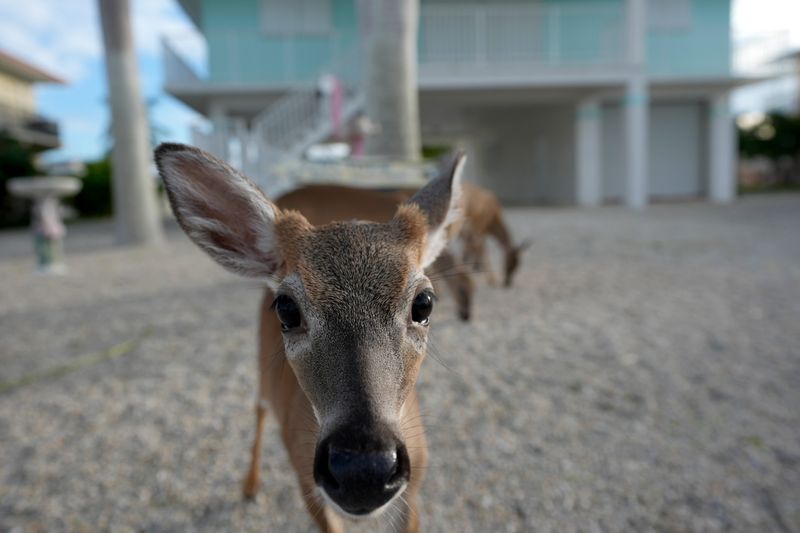 Key Deer