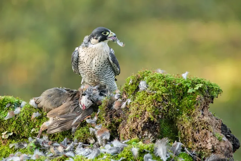 Peregrine Falcon