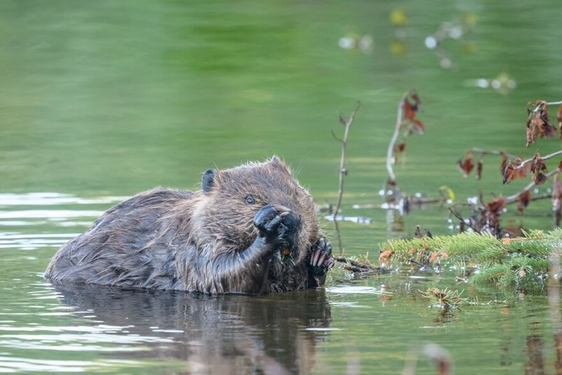 Beavers