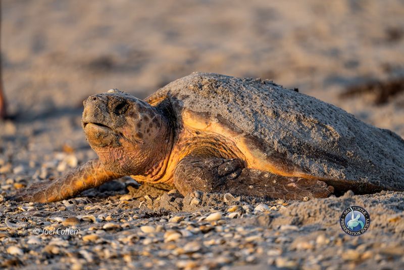 Loggerhead Sea Turtle