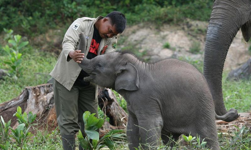 Sumatran Elephant