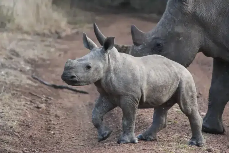 Javan Rhino