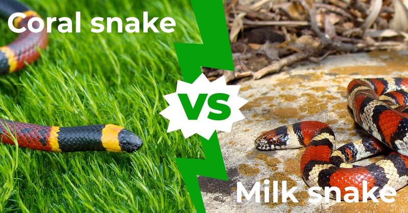 Milk Snake - Mistaken Identity