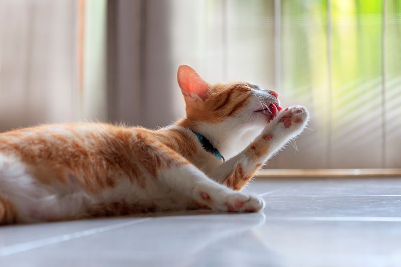 Health Indicators and Grooming