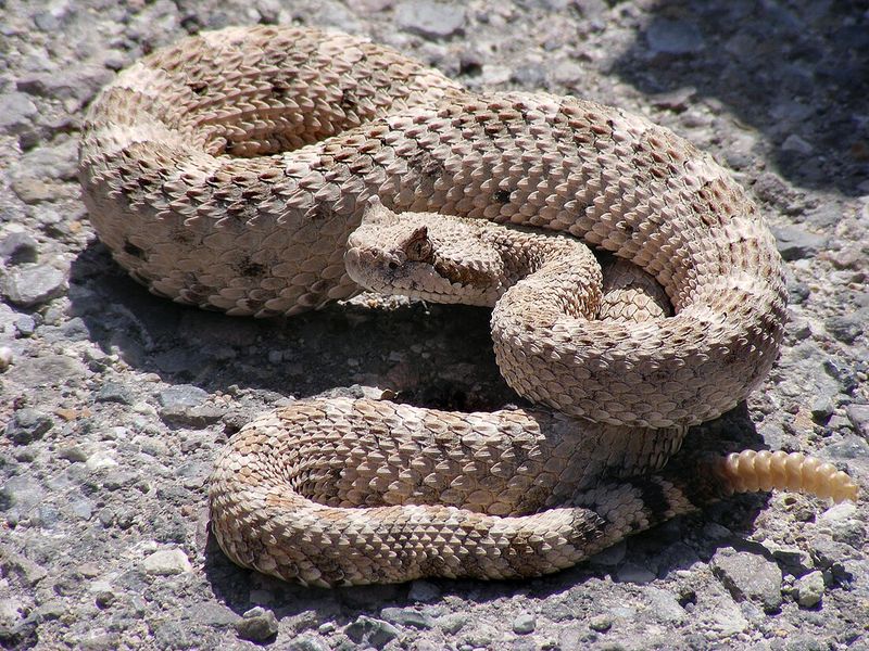 Rattlesnake's Unique Scent Marking