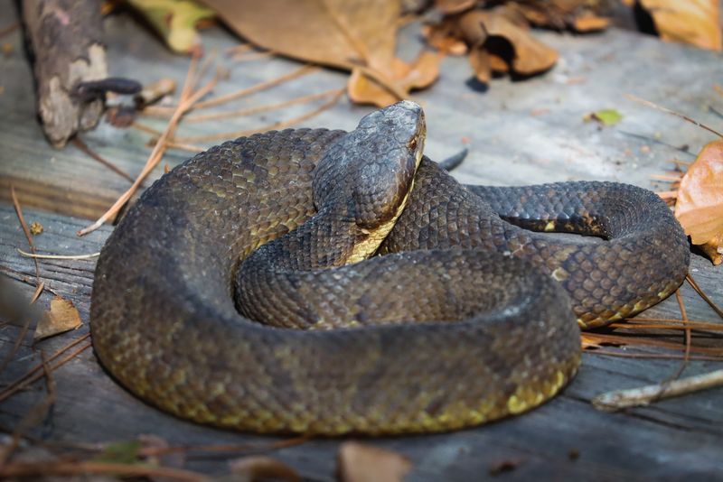 Camouflage and Coloration