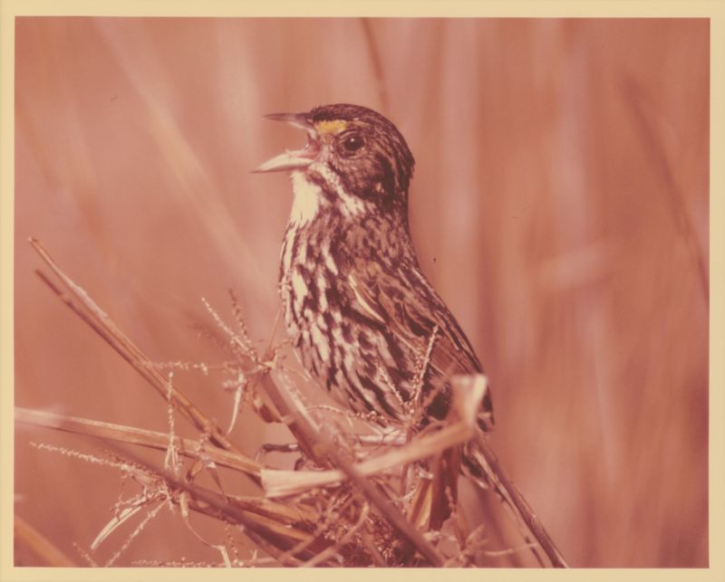 Dusky Seaside Sparrow