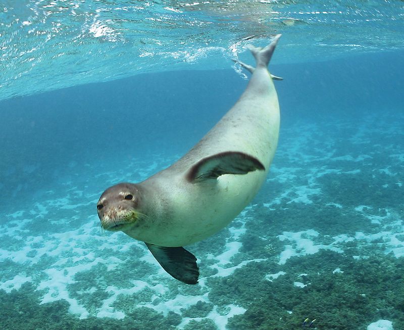Caribbean Monk Seal