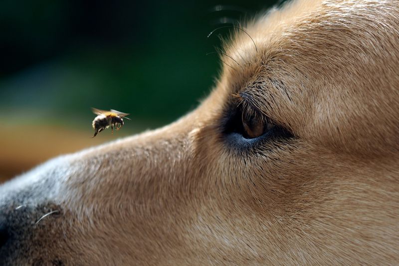 Bug Bites and Stings