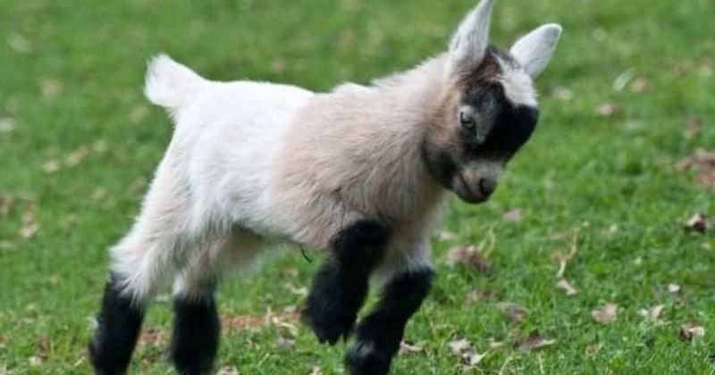 Pygmy Goat