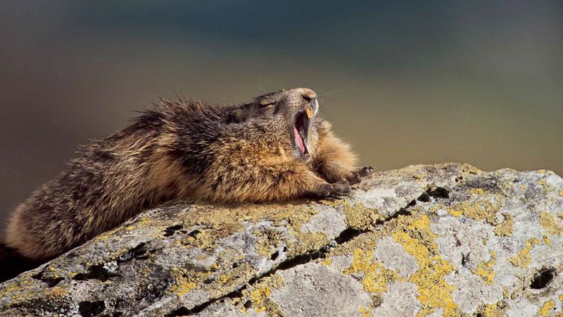 Groundhog