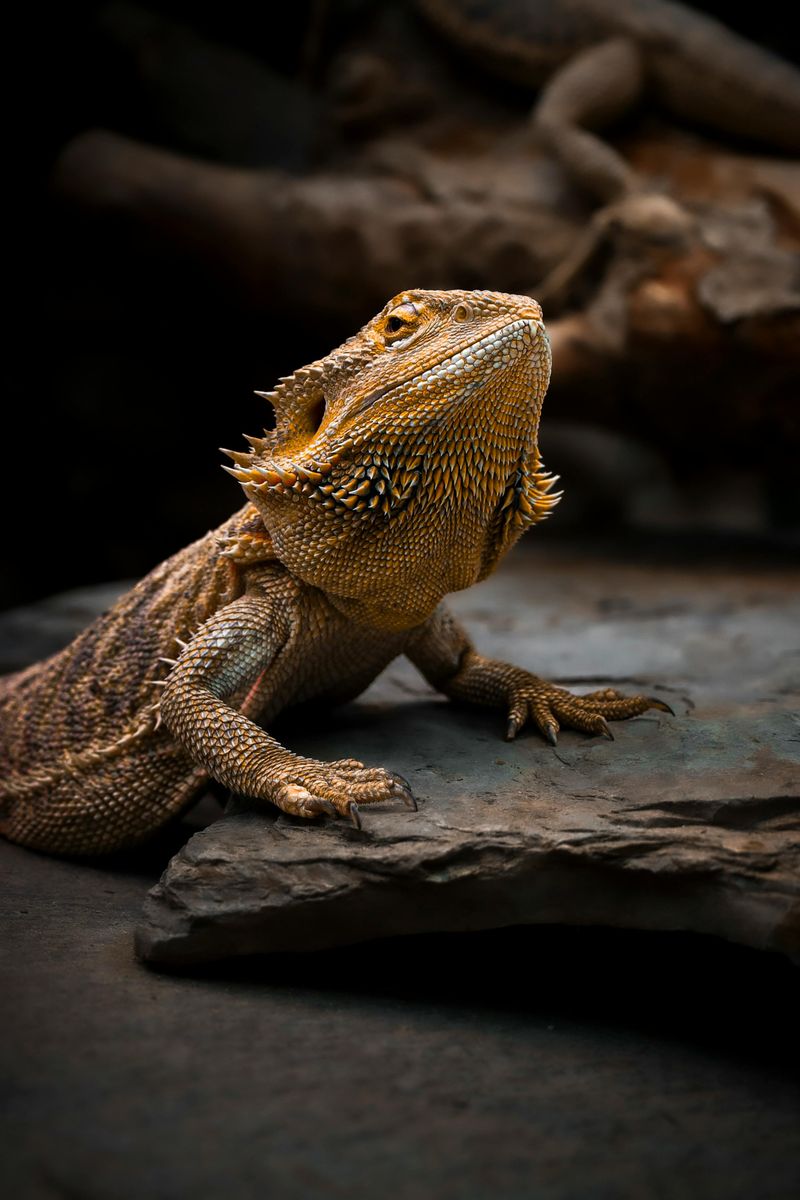 Bearded Dragon
