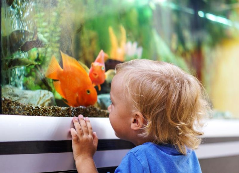 Goldfish