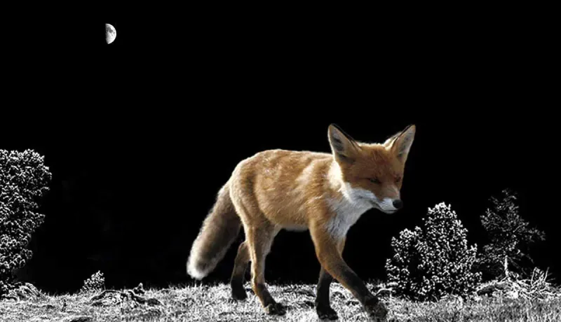 Fox