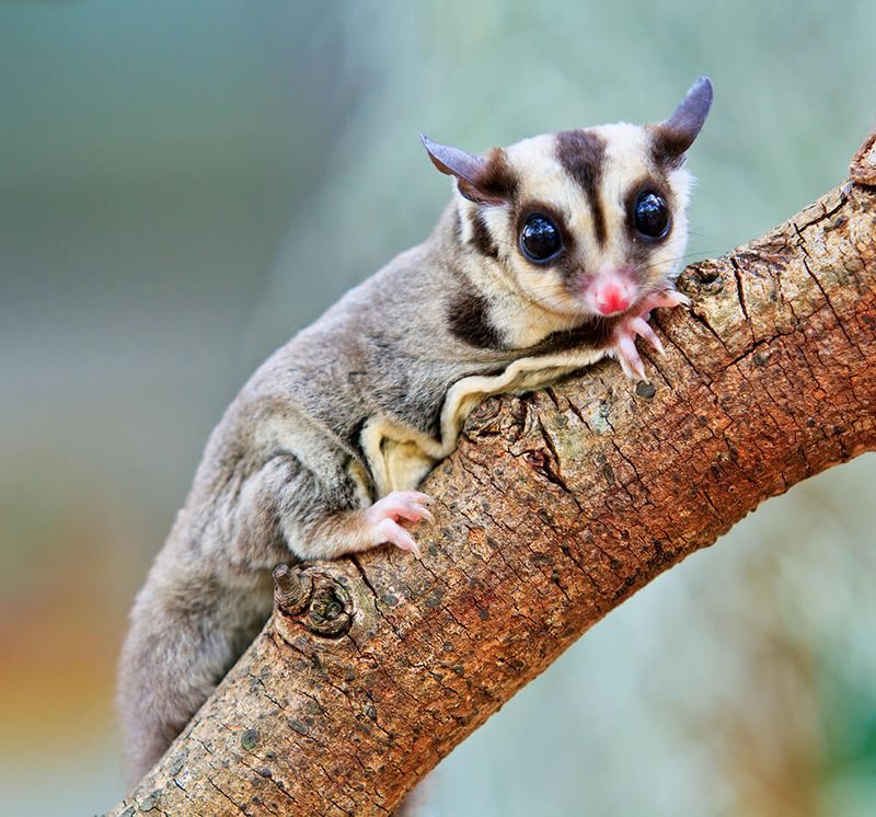 Sugar Gliders