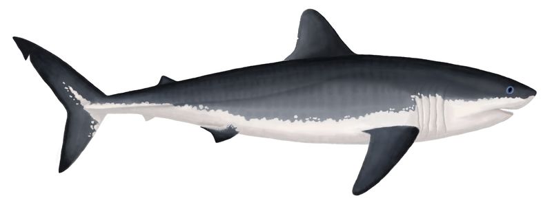 Cretoxyrhina