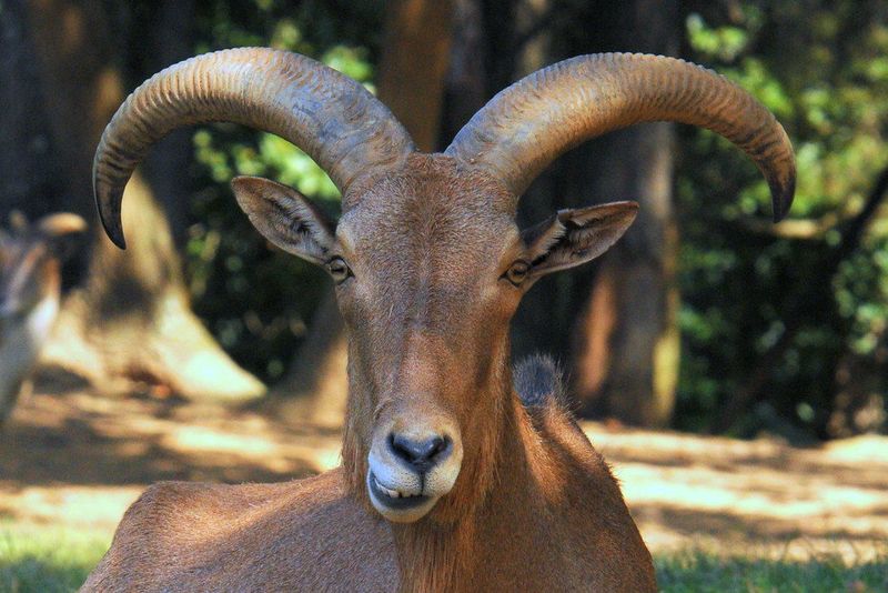 Ecological Impact on Native Species