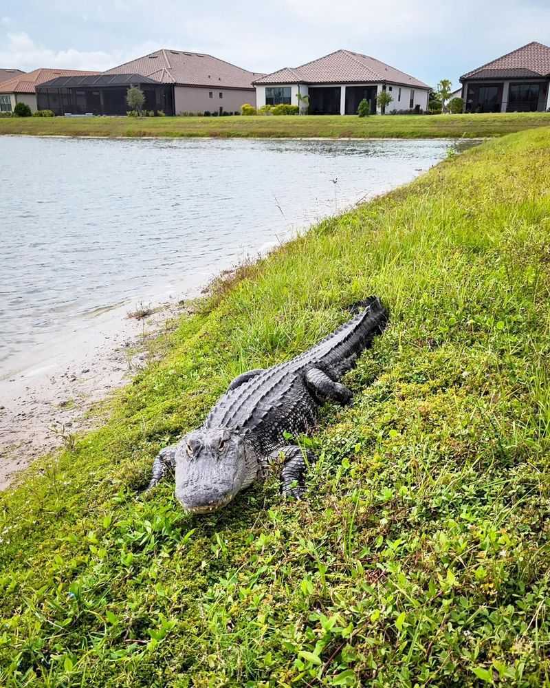American Alligator