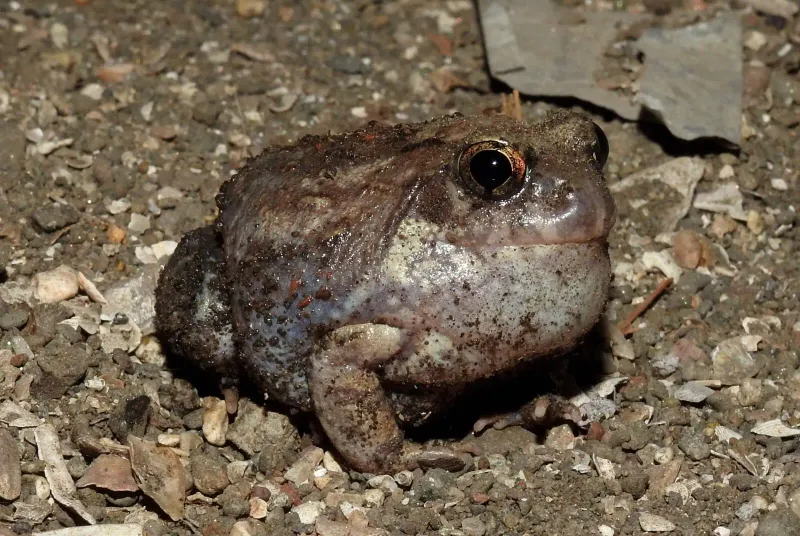 Purple Frog (Indian Burrowing Frog)