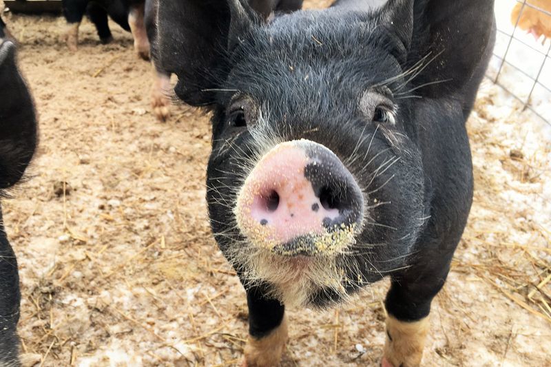 Percy the Pig