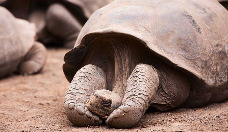 Evolutionary Adaptation