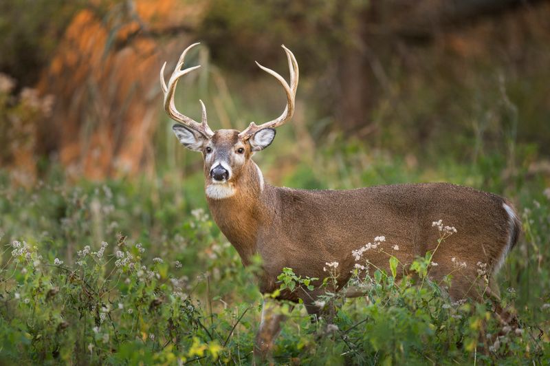 Myth: Aggressive Nature