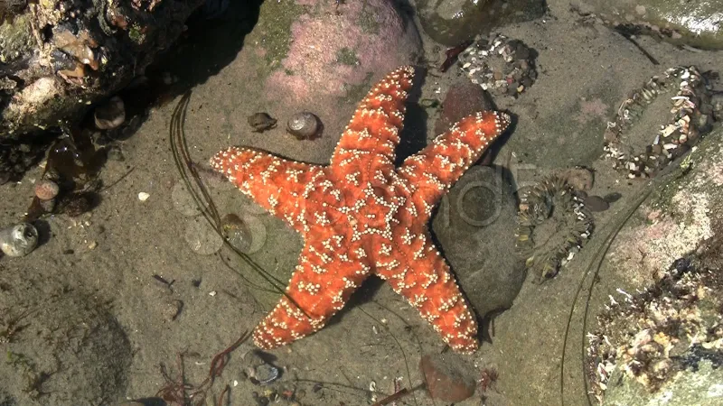 Starfish