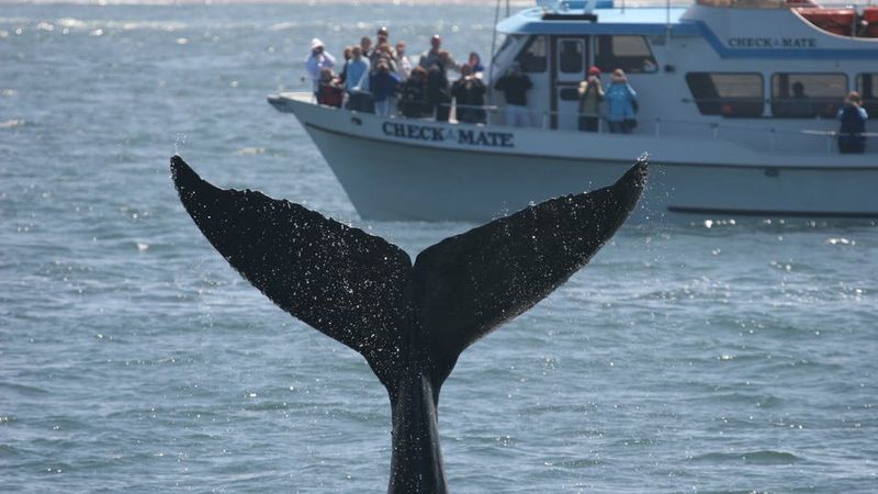 Monterey Bay, USA