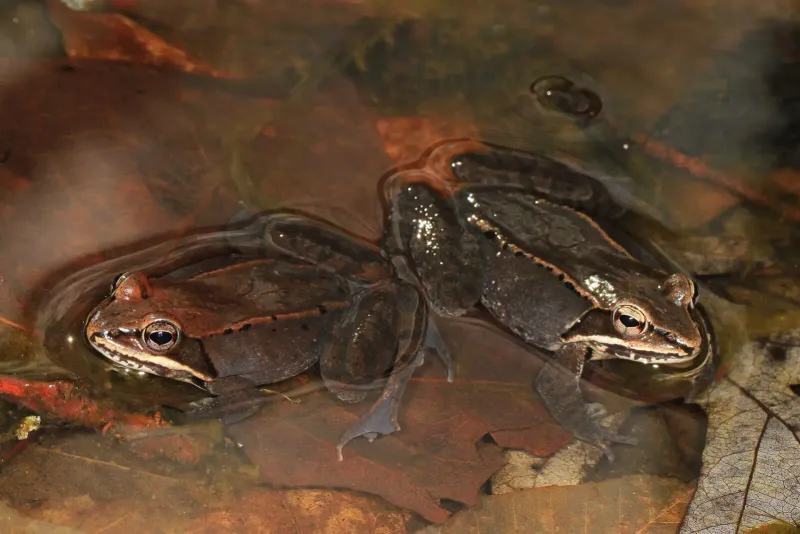 Breeding and Lifecycle