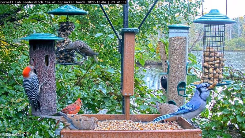 Cornell Lab of Ornithology, New York