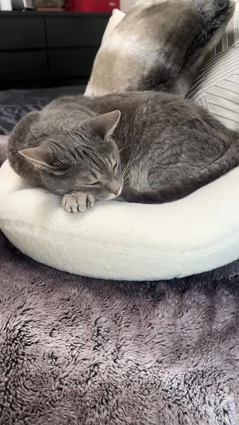 Heated Cat Bed